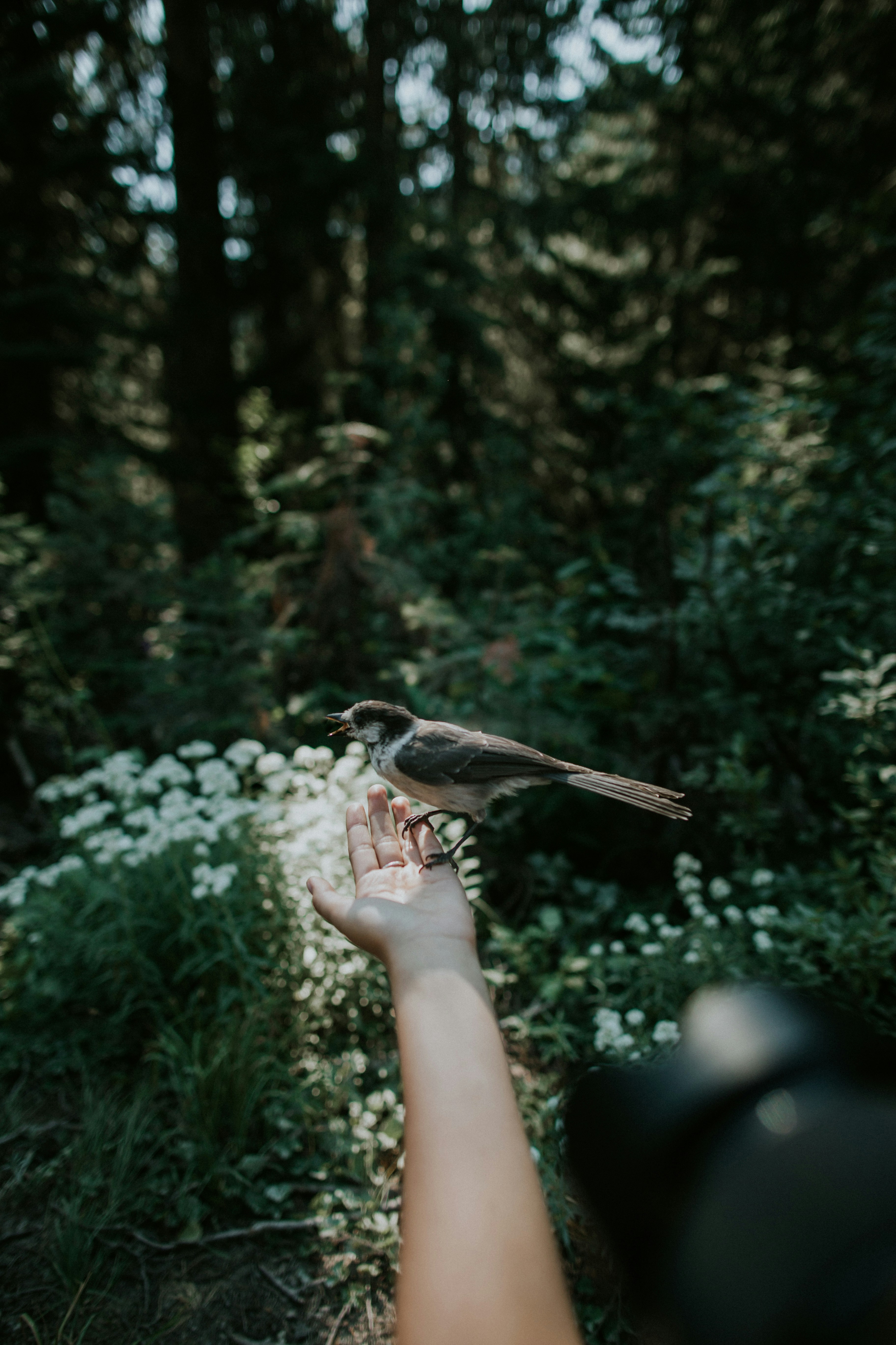 Hand mit Vogel im Wald – Naturkraft und Erdung