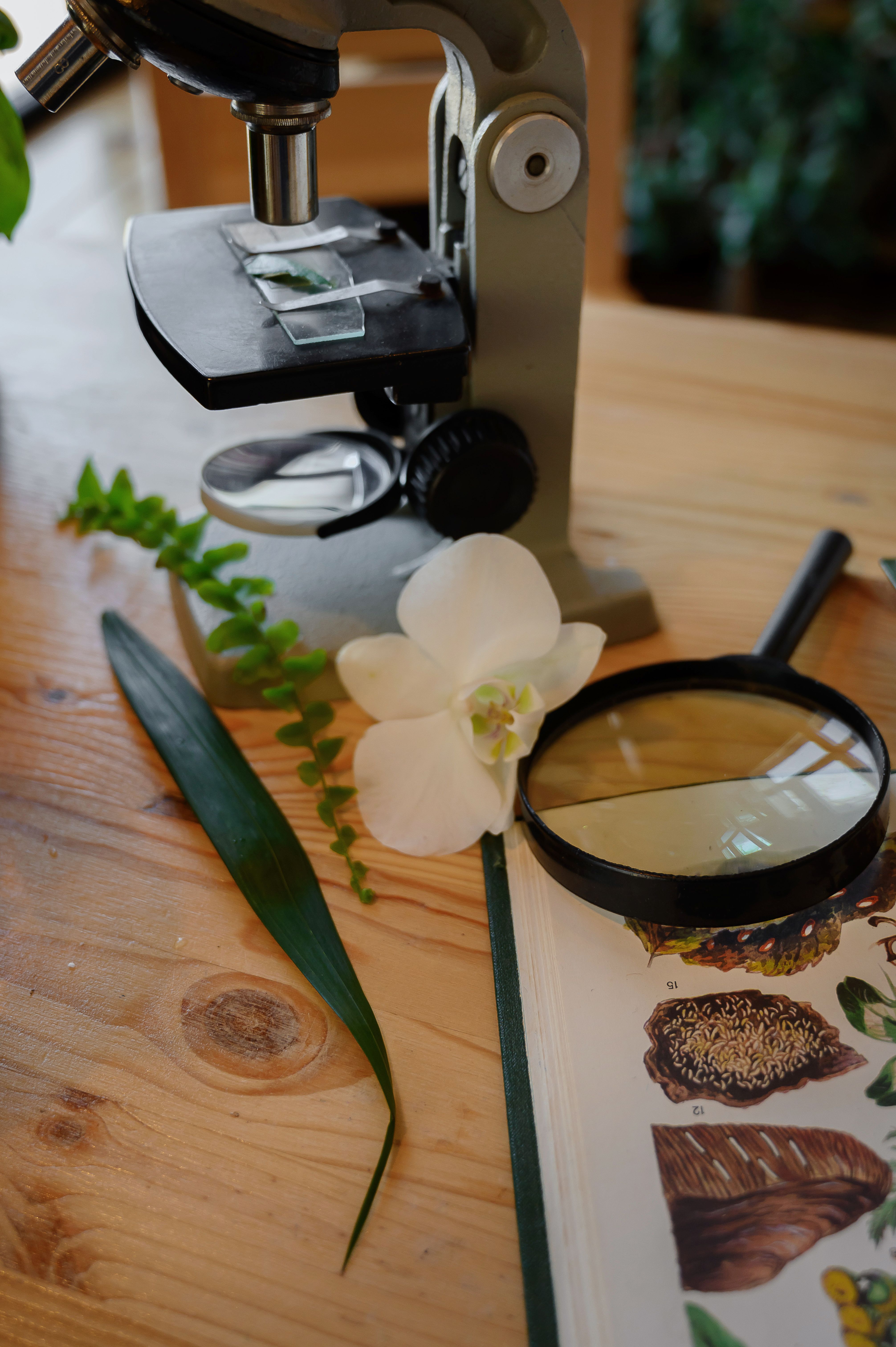 Mikroskop mit Pflanze – Wissenschaft trifft Natur