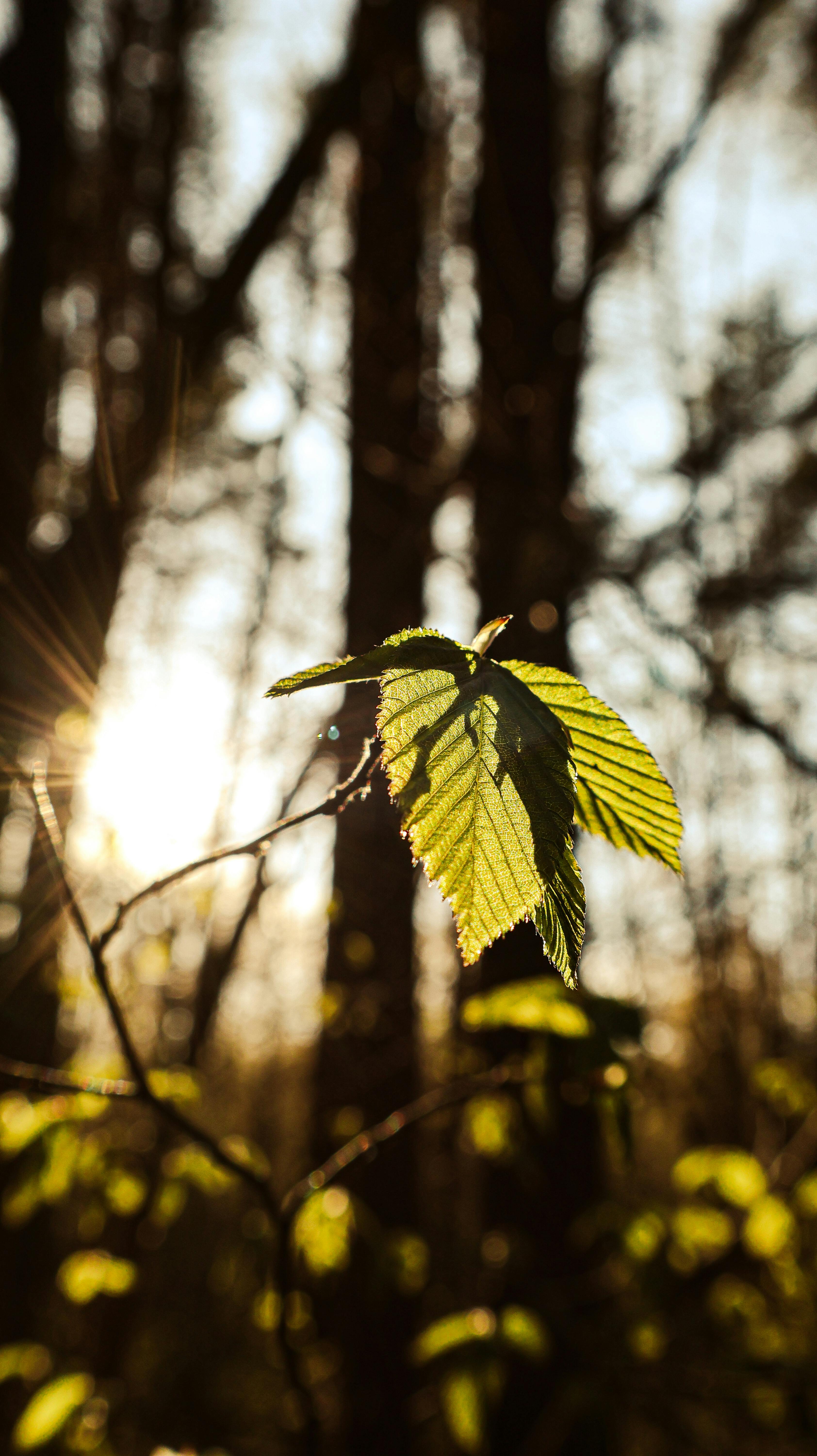 Herbstblatt im Licht – Schutz durch Natur