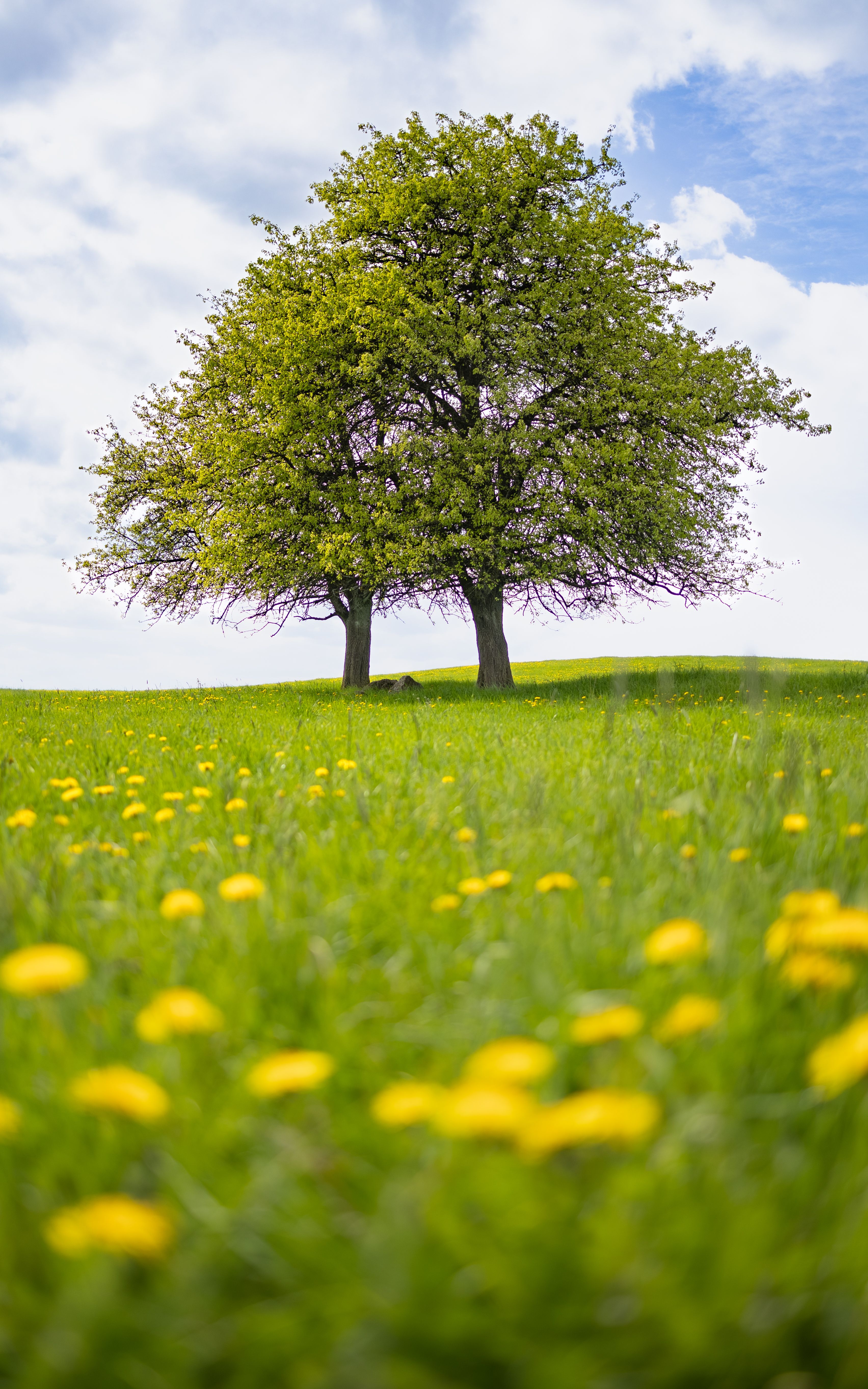 Einzelner Baum auf einer Wiese, Sinnbild für langfristige Versorgung