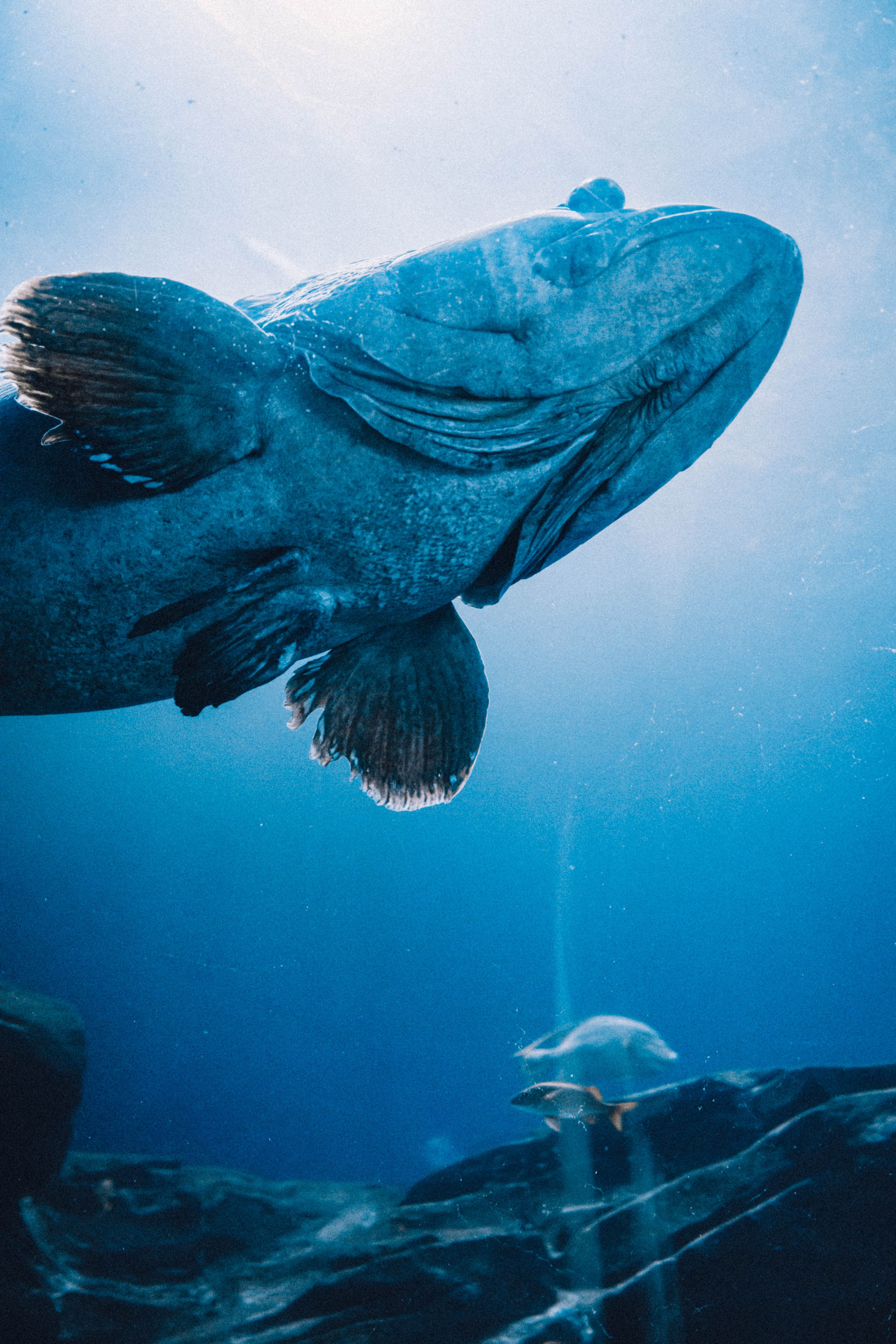 Fisch im blauen Meer, Sinnbild für marine Omega-3-Fettsäuren